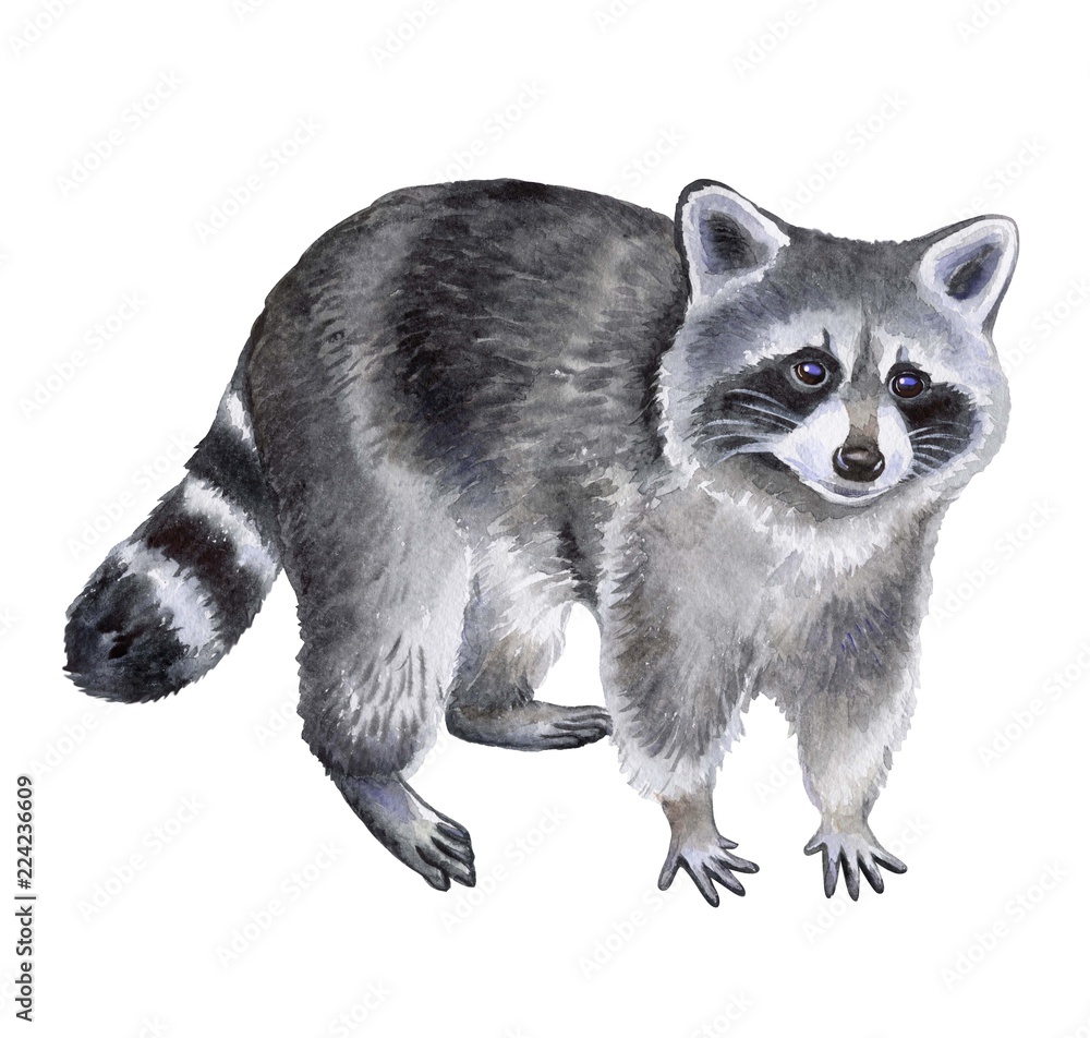 Detail Raccon Clipart Nomer 27