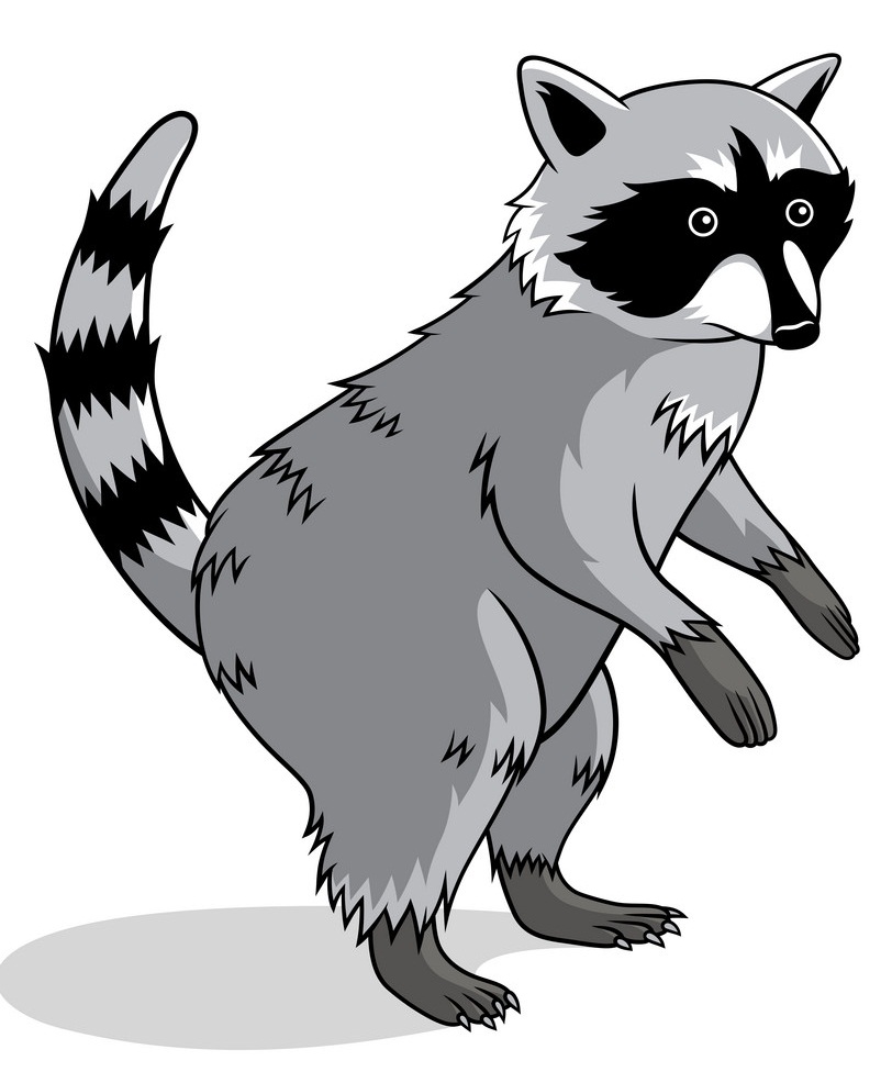 Detail Raccon Clipart Nomer 8