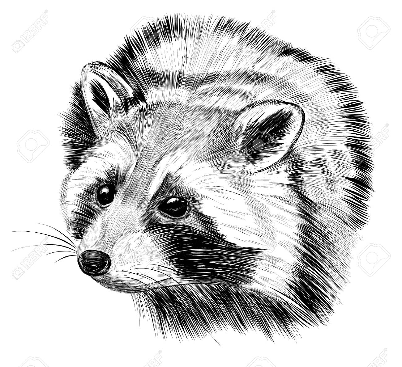 Detail Raccoon Black And White Clipart Nomer 9