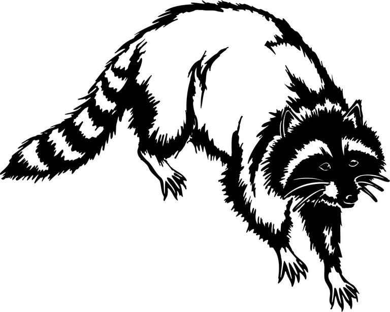 Detail Raccoon Black And White Clipart Nomer 12