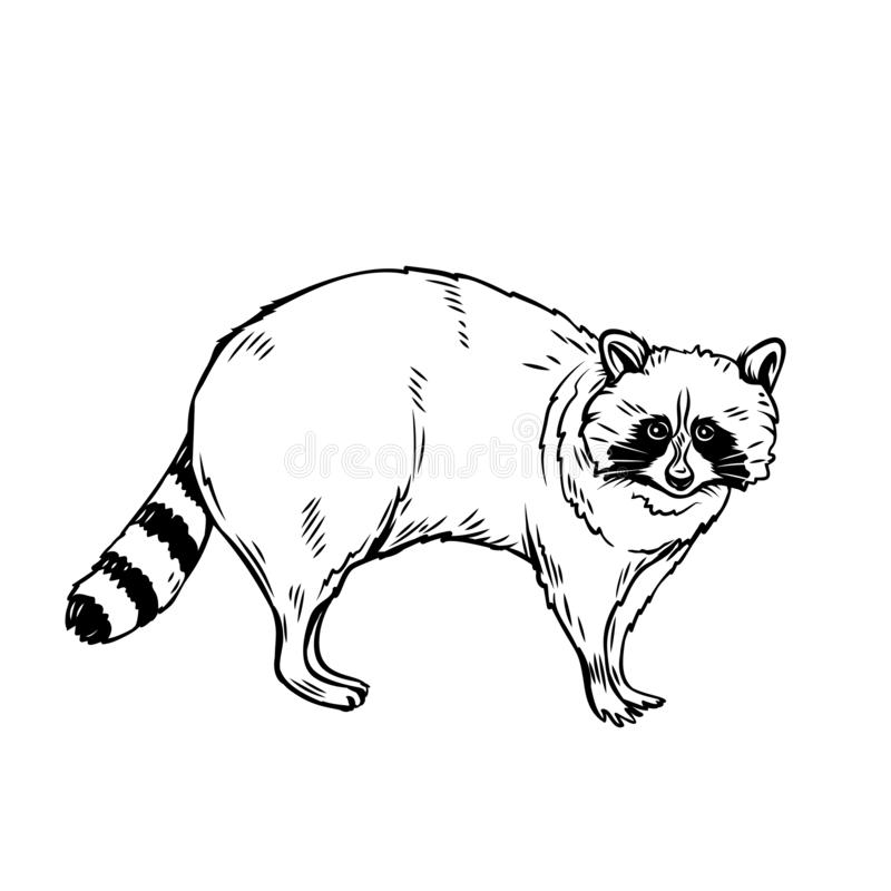 Detail Raccoon Black And White Clipart Nomer 33