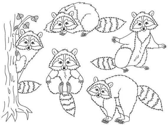 Detail Raccoon Black And White Clipart Nomer 7