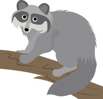Detail Raccoon Clipart Nomer 38