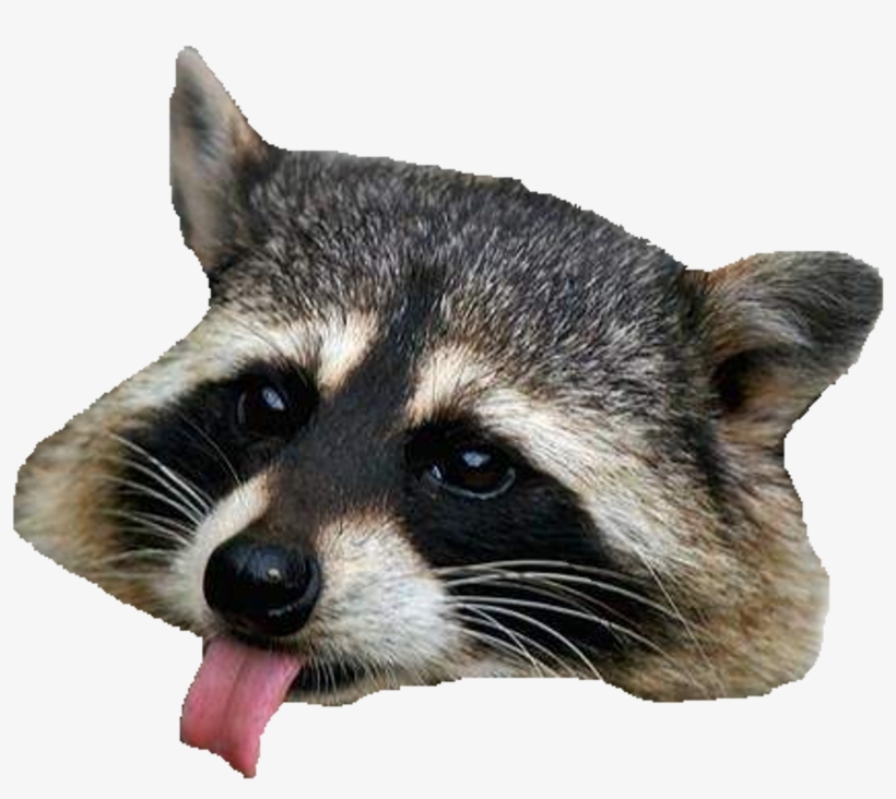 Detail Raccoon Face Png Nomer 12