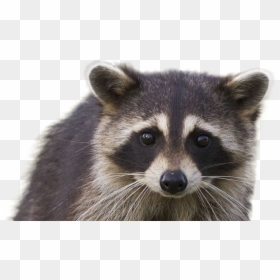 Detail Raccoon Face Png Nomer 16