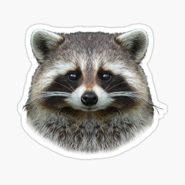 Detail Raccoon Face Png Nomer 33