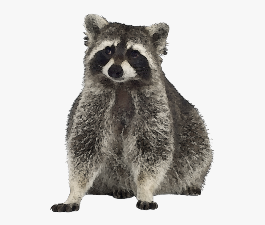 Detail Raccoon Face Png Nomer 4