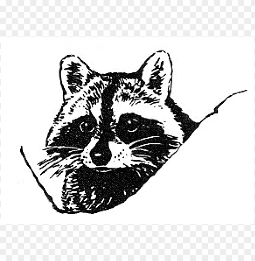 Detail Raccoon Face Png Nomer 5