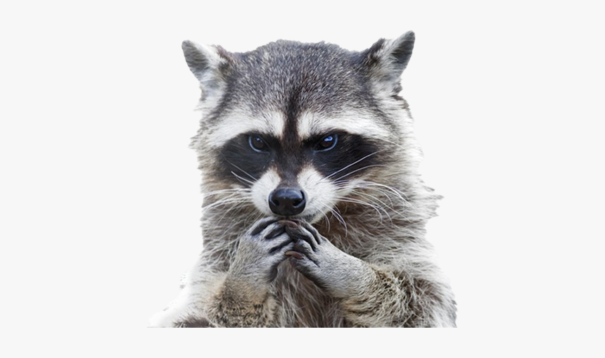 Detail Raccoon Face Png Nomer 6