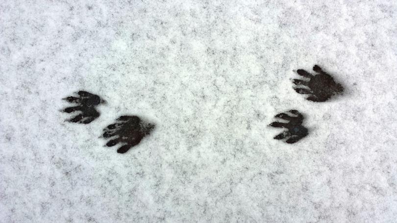 Detail Raccoon Footprints Images Nomer 13