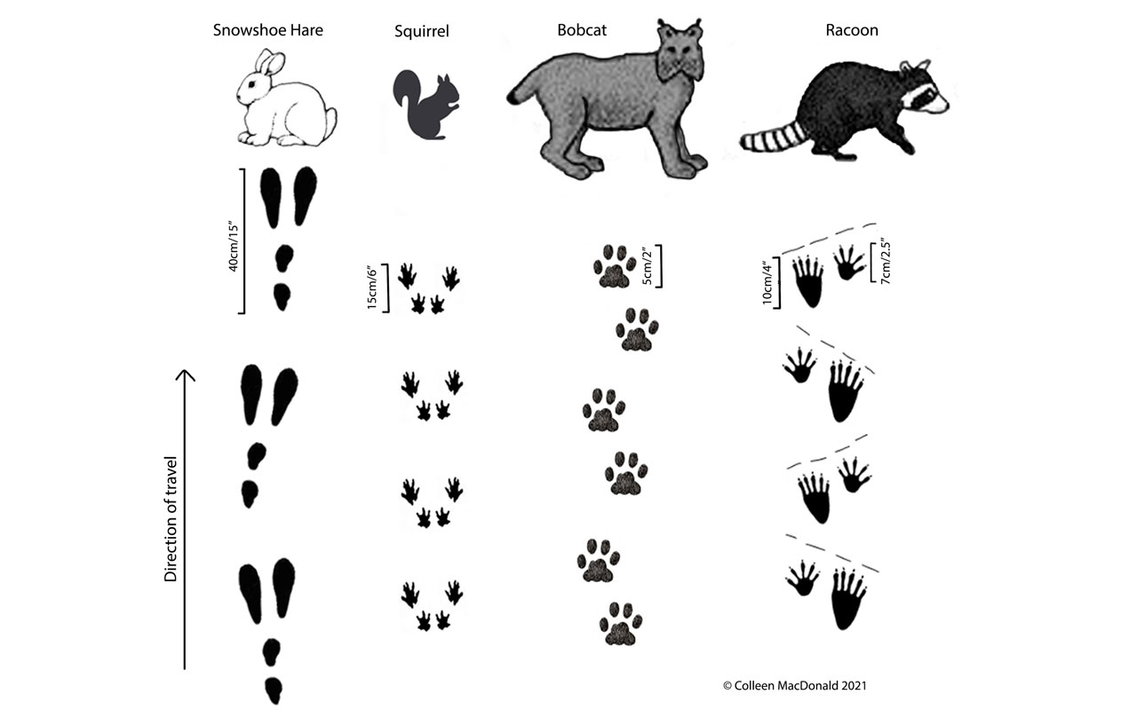 Detail Raccoon Footprints Images Nomer 20