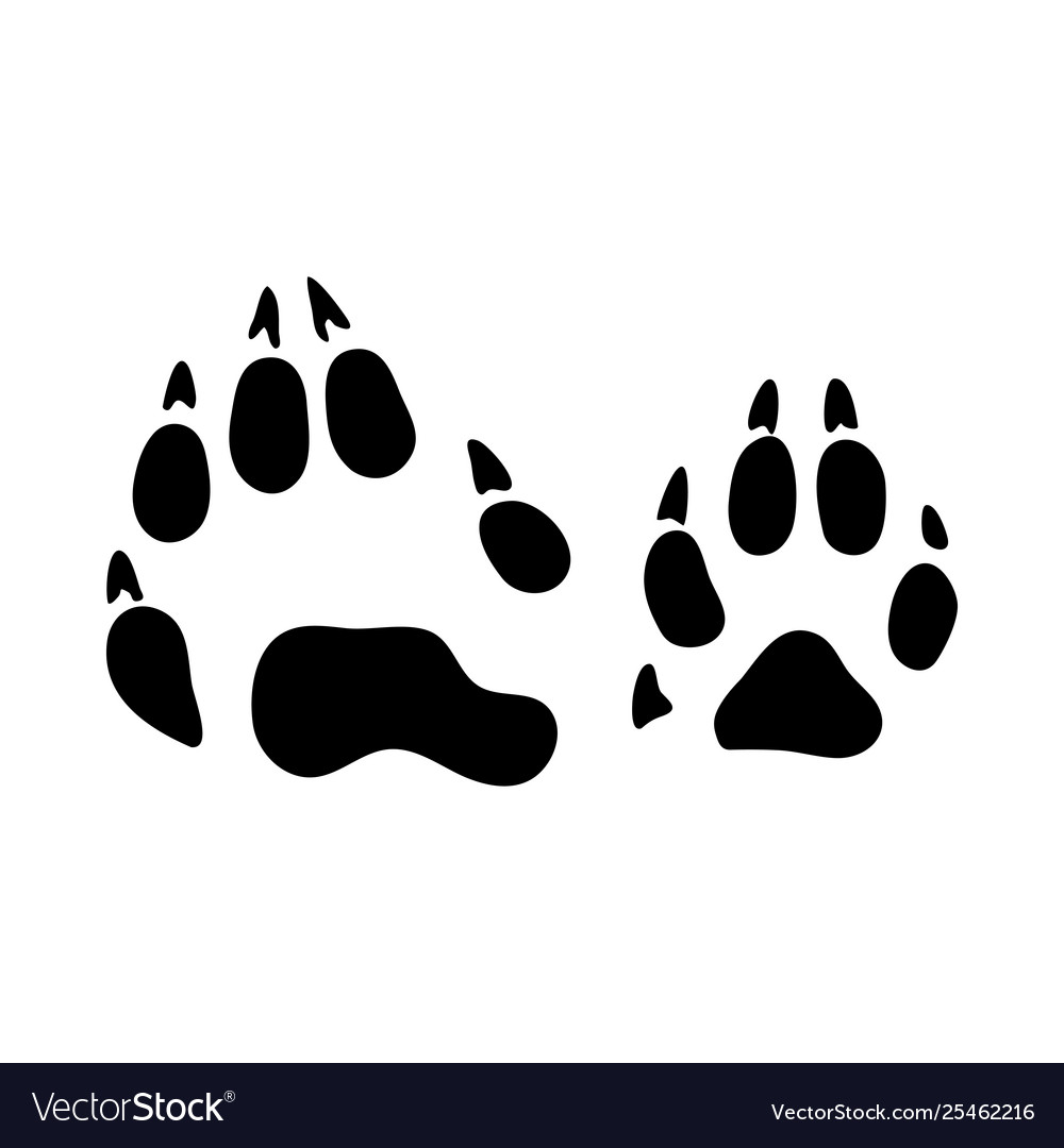 Detail Raccoon Footprints Images Nomer 22