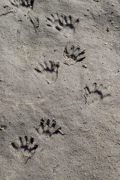 Detail Raccoon Footprints Images Nomer 40