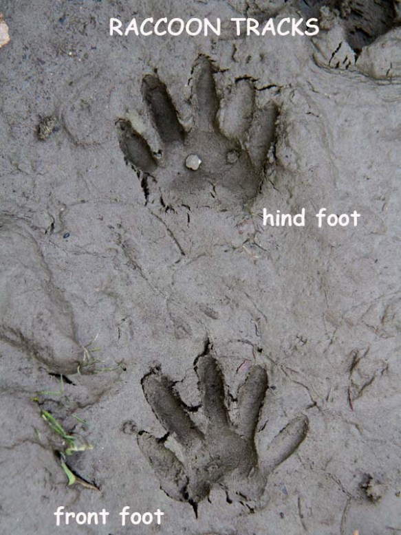 Detail Raccoon Footprints Images Nomer 53