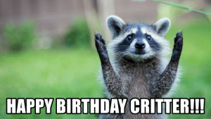 Detail Raccoon Happy Birthday Meme Nomer 31