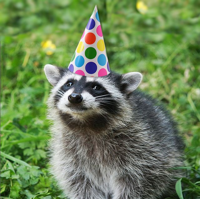 Detail Raccoon Happy Birthday Meme Nomer 5