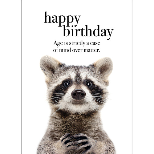 Detail Raccoon Happy Birthday Meme Nomer 41