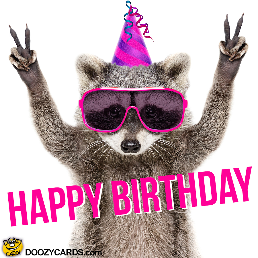 Detail Raccoon Happy Birthday Meme Nomer 6