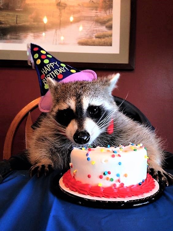 Detail Raccoon Happy Birthday Meme Nomer 8