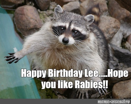 Detail Raccoon Happy Birthday Meme Nomer 9