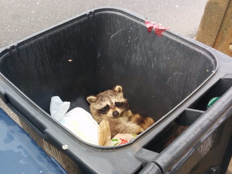 Raccoon In Trash Can Meme - KibrisPDR