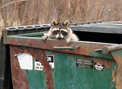 Detail Raccoon In Trash Can Meme Nomer 11