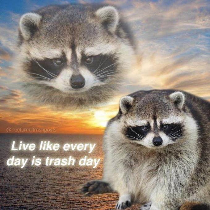 Detail Raccoon In Trash Can Meme Nomer 15