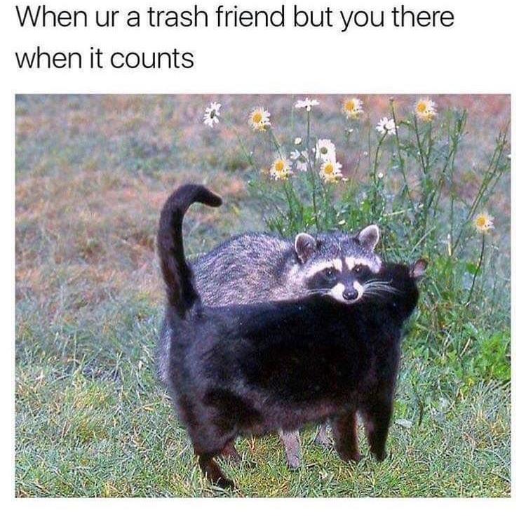 Detail Raccoon In Trash Can Meme Nomer 19