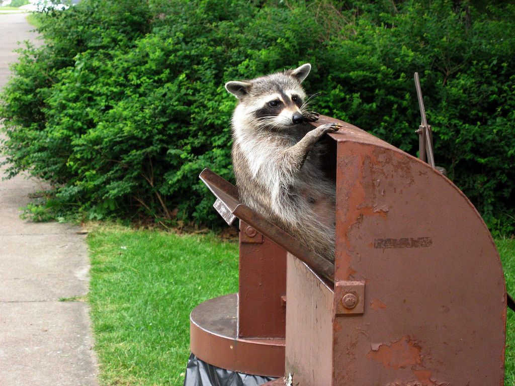 Detail Raccoon In Trash Can Meme Nomer 20