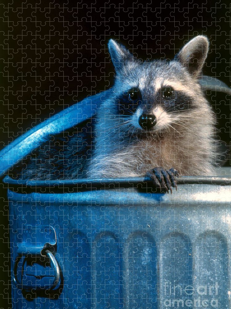 Detail Raccoon In Trash Can Meme Nomer 33