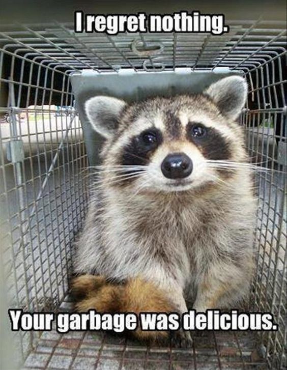 Detail Raccoon In Trash Can Meme Nomer 5