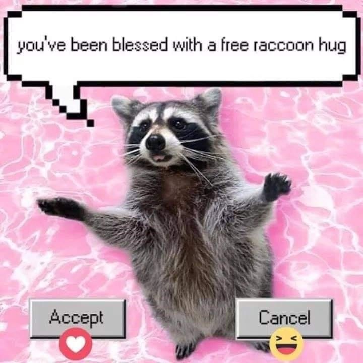 Detail Raccoon In Trash Can Meme Nomer 36