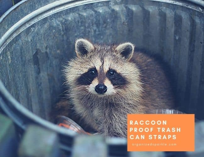 Detail Raccoon In Trash Can Meme Nomer 42