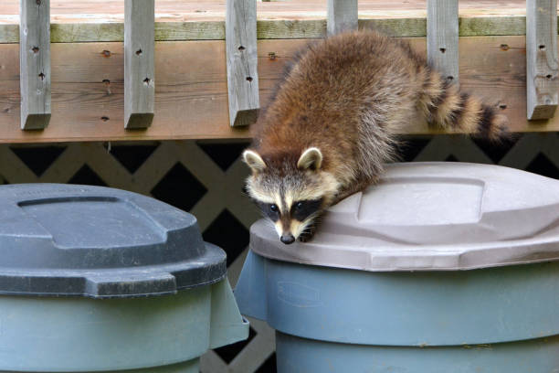 Detail Raccoon In Trash Can Meme Nomer 43