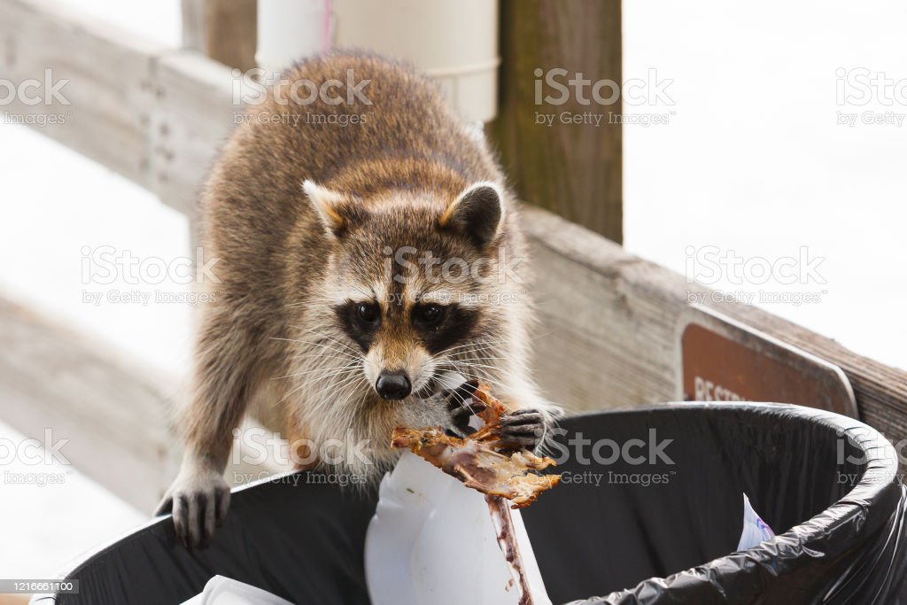 Detail Raccoon In Trash Can Meme Nomer 44