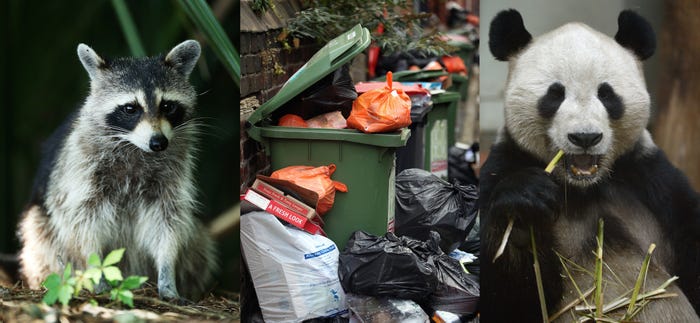 Detail Raccoon In Trash Can Meme Nomer 50