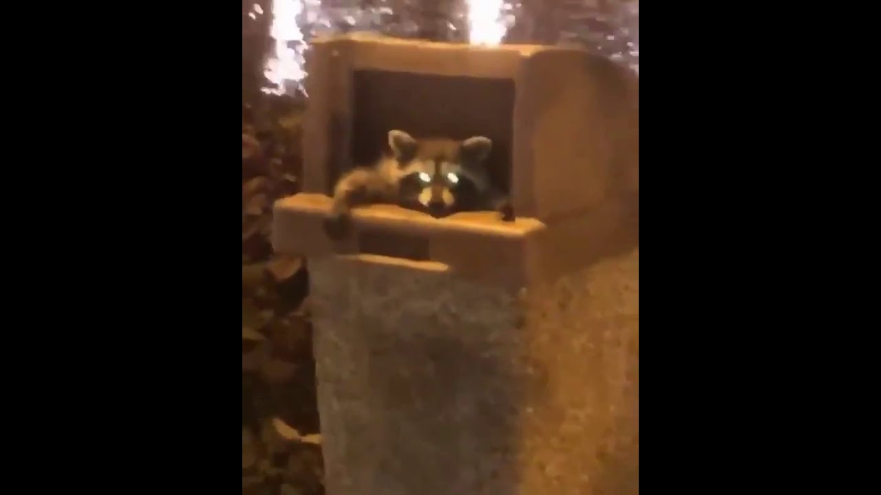 Detail Raccoon In Trash Can Meme Nomer 10