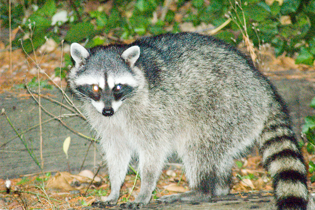 Detail Raccoon Photos Nomer 27