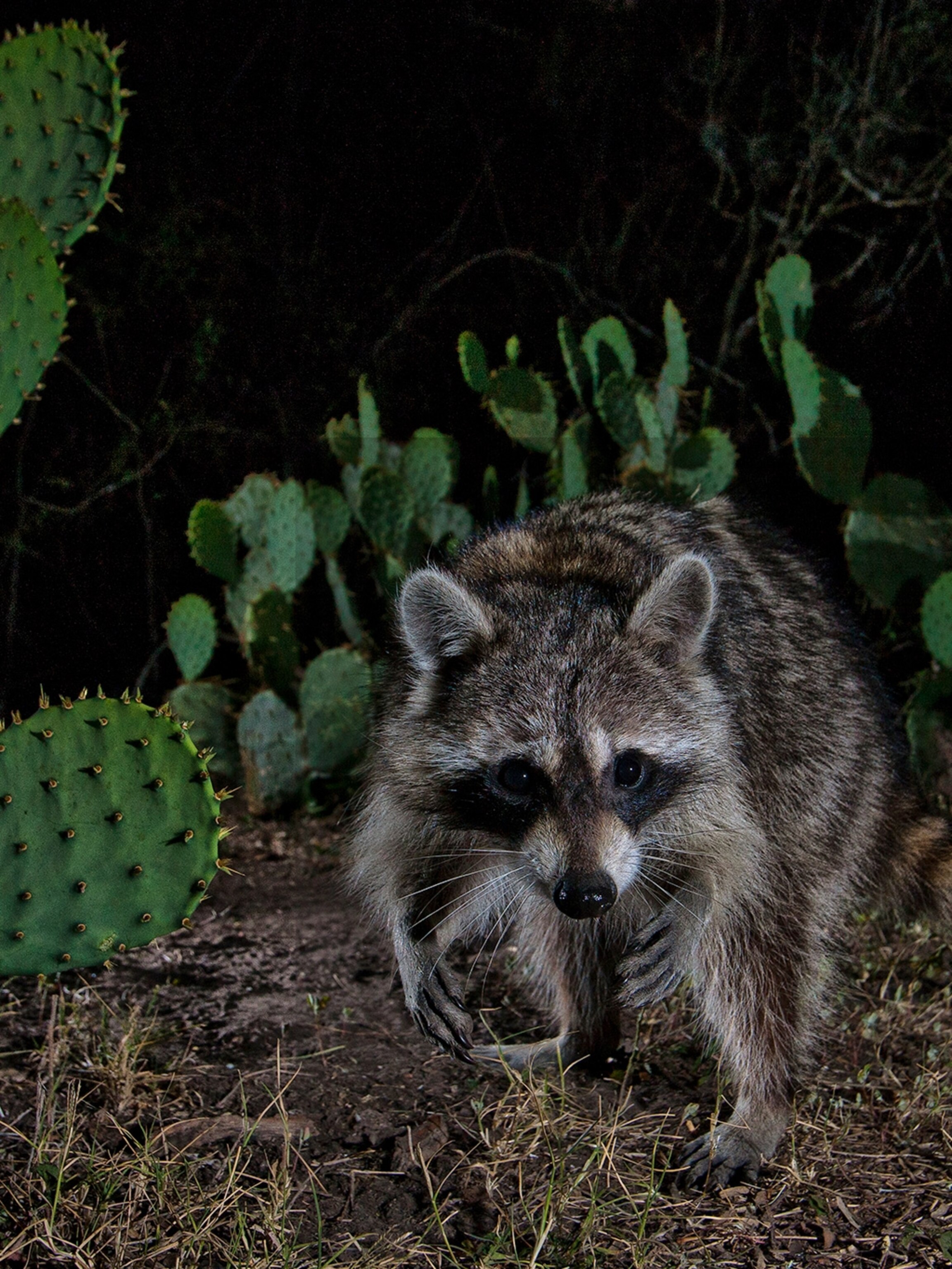 Detail Raccoon Photos Nomer 38