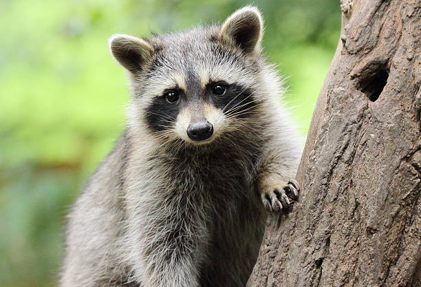 Raccoon Photos Free - KibrisPDR