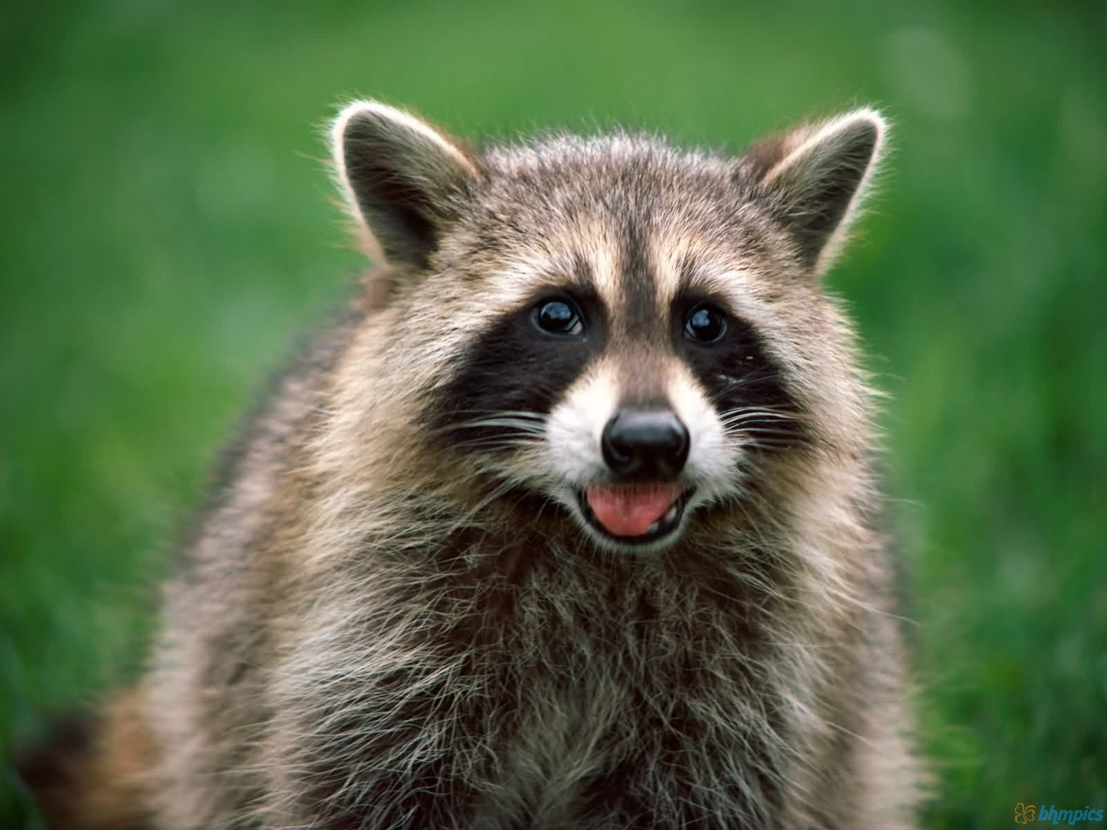 Detail Raccoon Photos Free Nomer 19