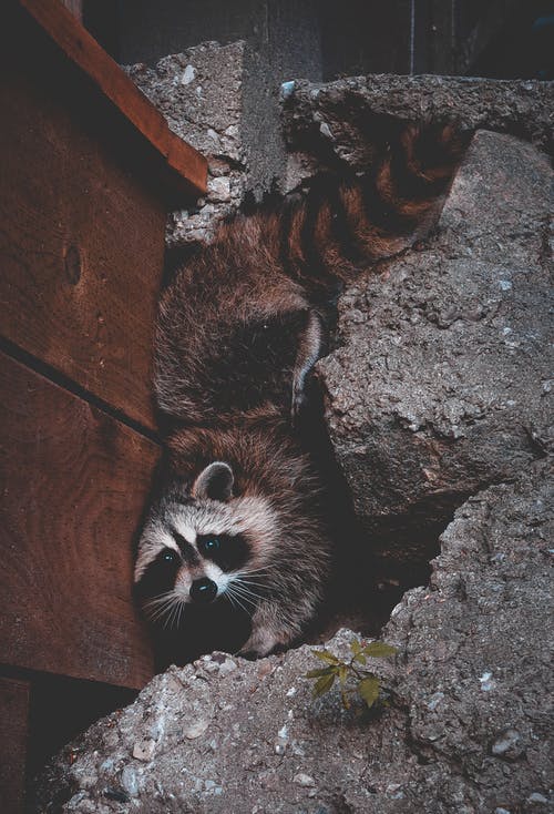 Detail Raccoon Photos Free Nomer 20