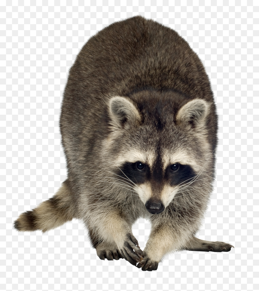 Detail Raccoon Photos Free Nomer 23