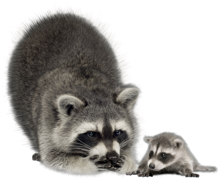 Detail Raccoon Photos Free Nomer 30