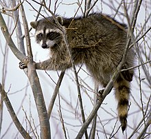 Detail Raccoon Photos Free Nomer 36