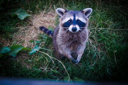 Detail Raccoon Photos Free Nomer 43