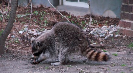 Detail Raccoon Photos Free Nomer 51