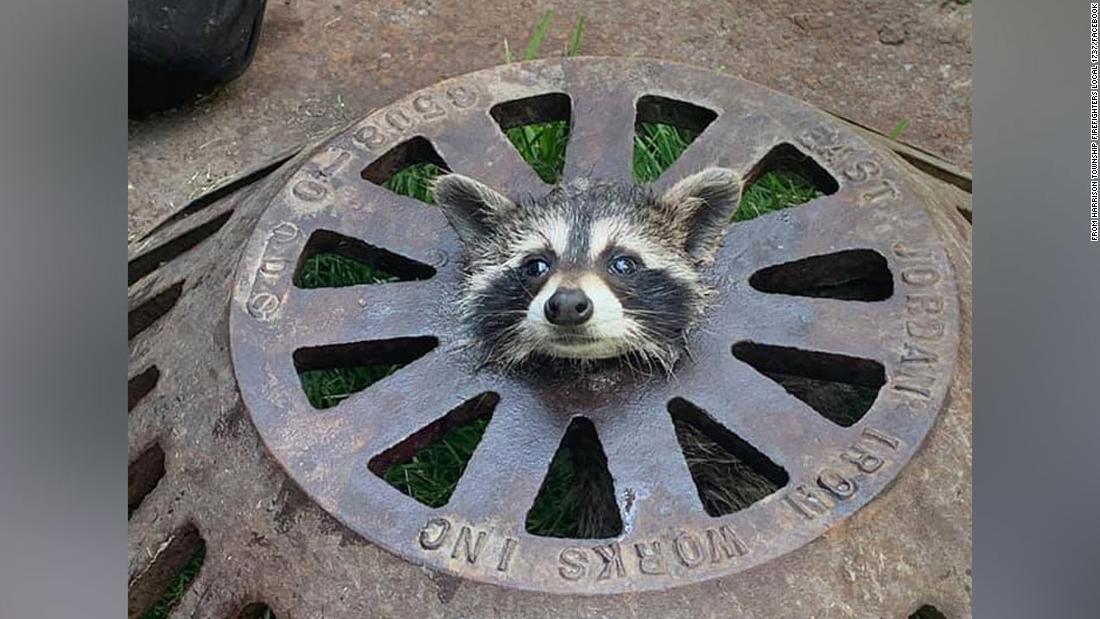 Detail Raccoon Picture Nomer 13