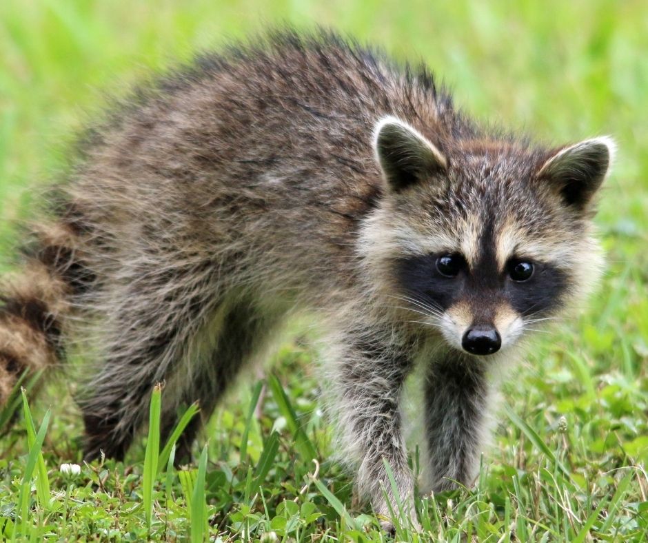 Detail Raccoon Picture Nomer 17