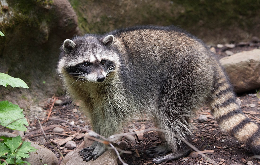 Detail Raccoon Picture Nomer 18